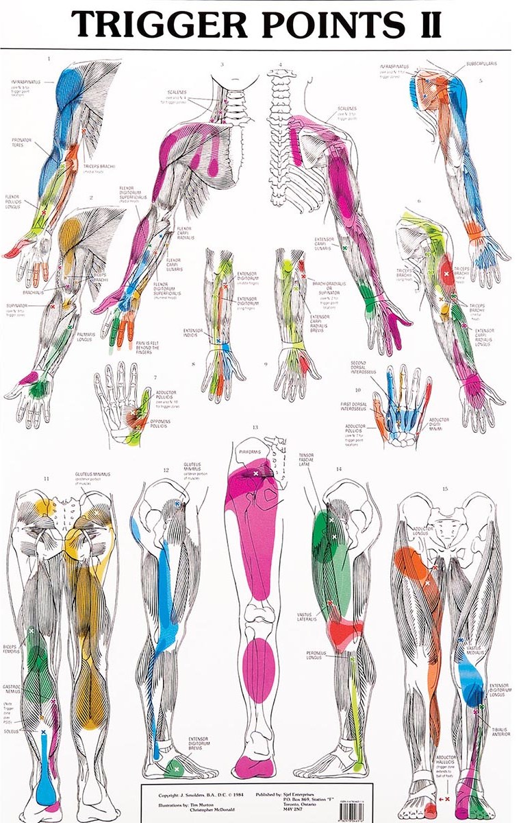 Trigger Points Chart Massage Therapy Fysio And Ergotherapie Langer Thuis